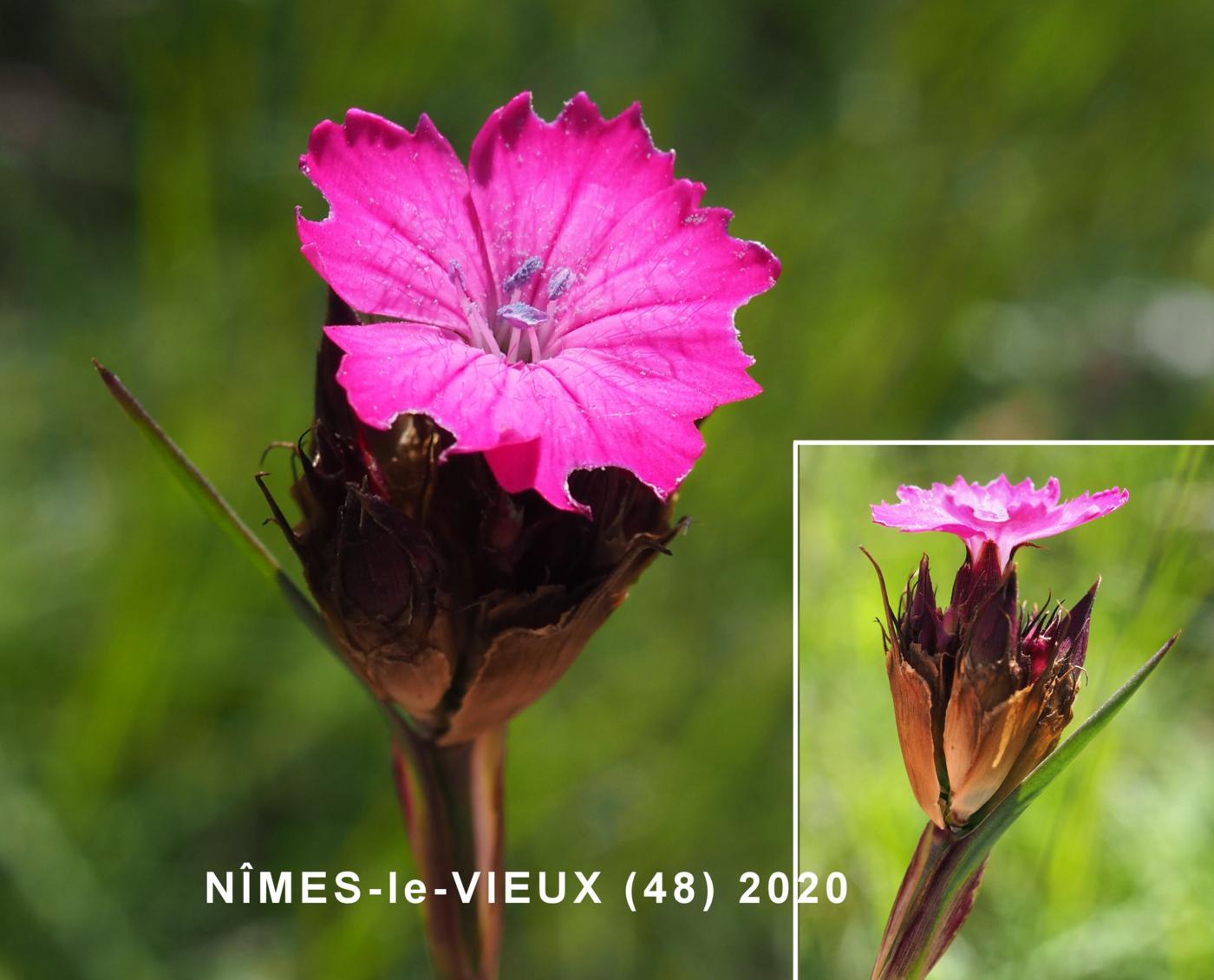 Pink, Clusterhead flower